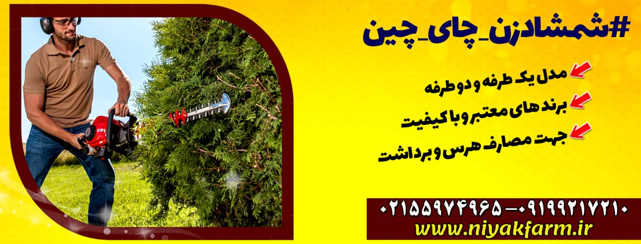 شمشادزن - چای چین