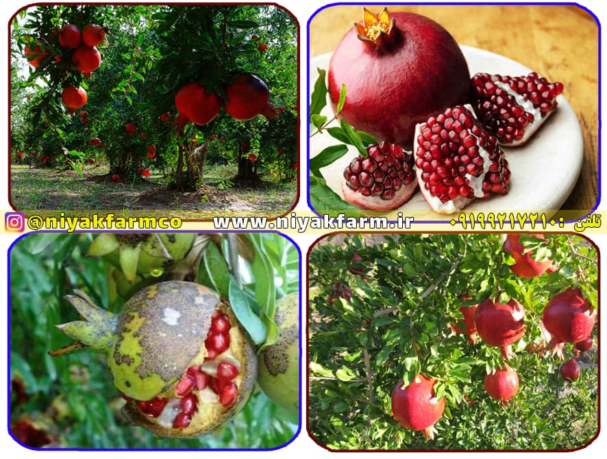 راهنمای تغذیه گیاهان ، راهنمای رشد انار ، درخت انار