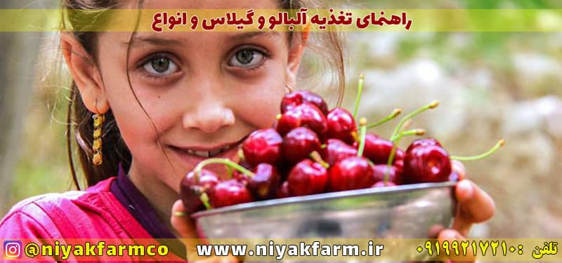 راهنمای اصول کشت و تغذیه انواع آلبالو و گیلاس