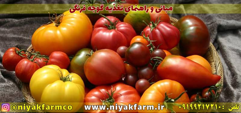 مبانی و اصول کشت و تغذیه گوجه فرنگی