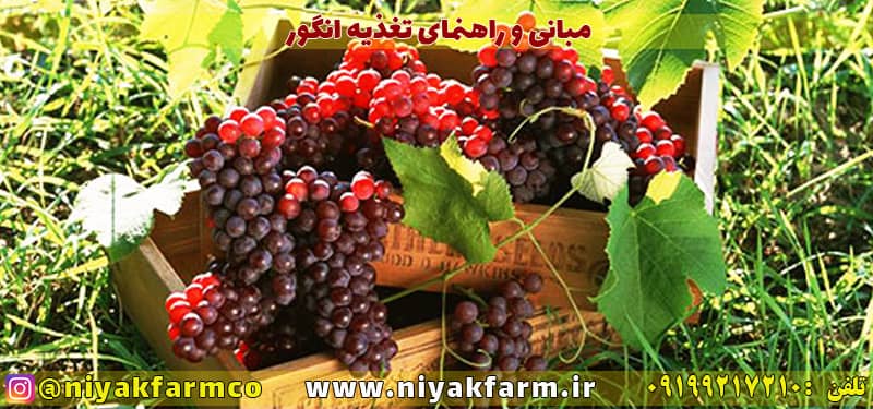 مبانی و اصول کشت و تغذیه انگور