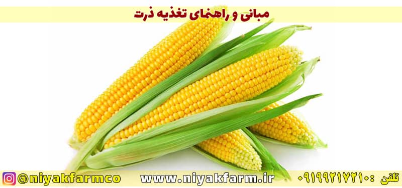 مبانی و اصول کاشت و تغذیه ذرت