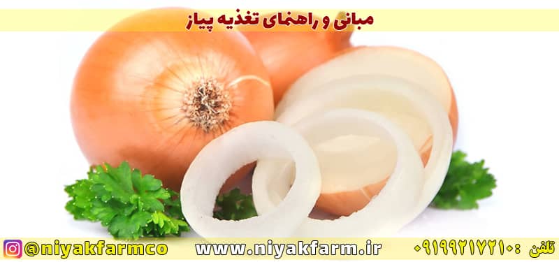 اصول تغذیه و کاشت پیاز