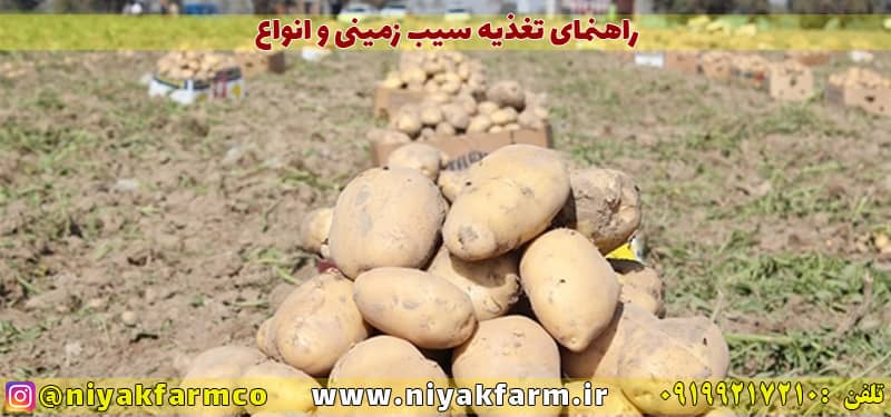 راهنمای کاشت و تغذیه سیب زمینی