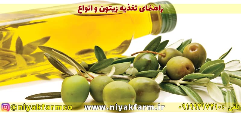 راهنمای و اصول تغذیه زیتون و انواع