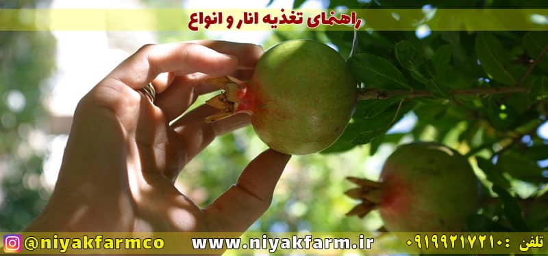 راهنمای تغذیه انار و انواع