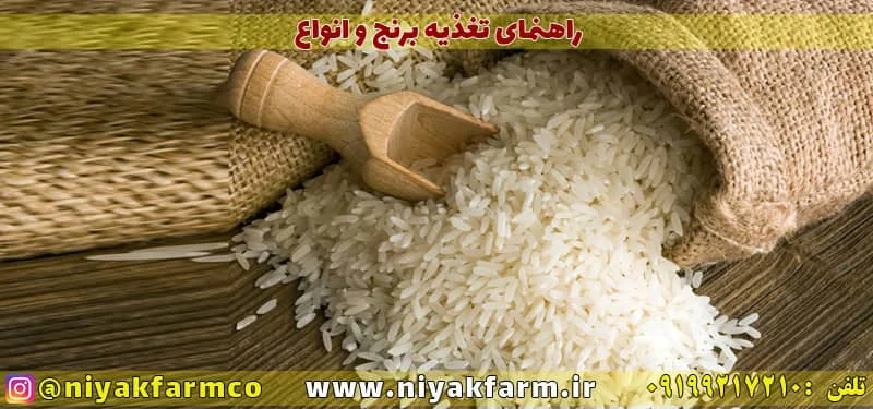 راهنمای و اصول کاشت و برداشت برنج