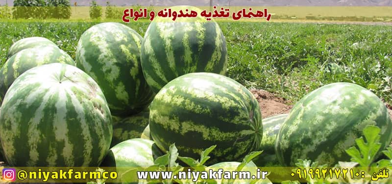 راهنمای کاشت و تغذیه هندوانه