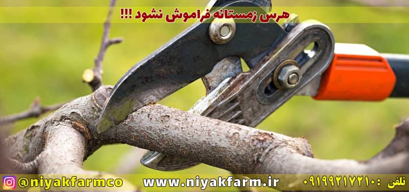 از هرس زمستانه غافل نشوید