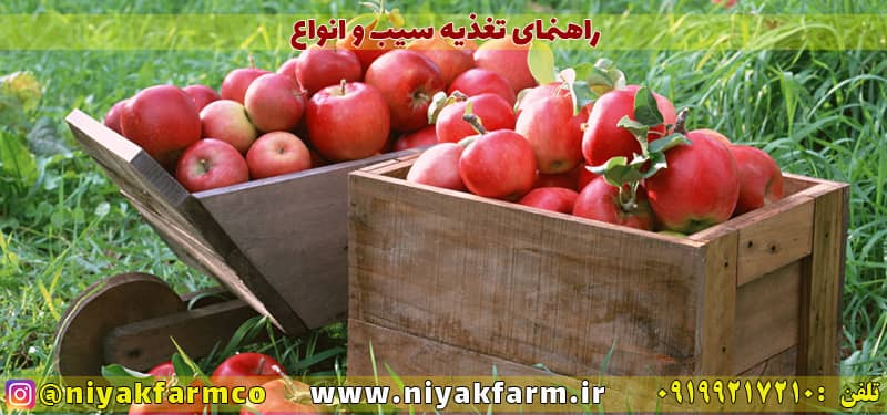 راهنمای تغذیه سیب و انواع